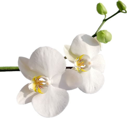flower left