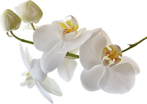 flower right